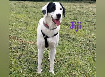 Jiji 07/2023 (in Deutschland) - ruhige und sanfte, wundervolle junge Hündin!