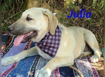 Julio geb. 12/2024 (GRC) - ausgeglichener und sozialer Junghund!