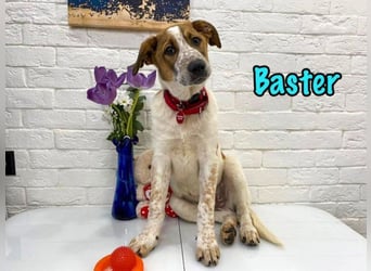 Baster geb. 10/2021 (in Deutschland) - sportlicher, verschmuster und aufmerksamer Rüde!