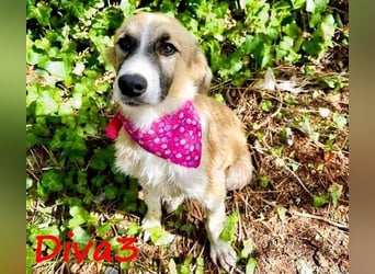 Diva3 geb. 07/2023 (GRC) - lebensfrohe, liebe und verspielte Junghündin!