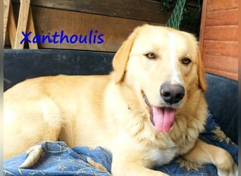 Xanthoulis geb. 01/2019 (GRC) - kluger, fröhlicher und menschenbezogener Rüde!
