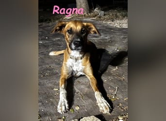 Ragna geb. 01/2025 (ESP) - gutgelaunte, freundliche Junghündin auf der Suche!