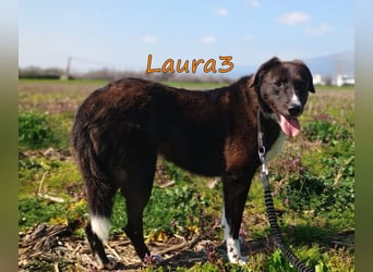 Laura3 geb. 06/2019 (GRC) - schüchterne Schönheit wünscht sich ein ruhiges Zuhause!