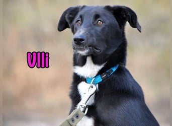 Ulli geb. 03/2025 - fröhliches und neugieriges Mädchen!