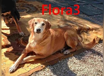 Flora3 geb. 06/2015 (GRC) - soziale Hundedame hat endlich etwas Liebe verdient!
