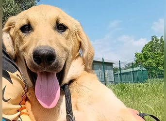 Petros3 geb. 12/2024 (GRC) - ausgeglichener, freundlicher und geselliger Welpe!