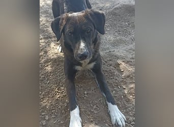 Laura3 geb. 06/2019 (GRC) - schüchterne Schönheit wünscht sich ein ruhiges Zuhause!