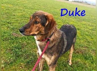 Duke geb. 02/2021 (GRC) - sensibler Rüde möchte endlich das Tierheim verlassen!
