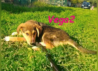 Vega2 geb. 08/2025 (GRC) - zärtliche und anhängliche Welpin!