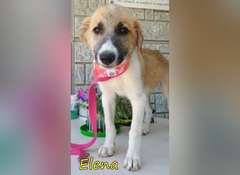 Elena geb. 04/2026 (GRC) - wunderbares Hundemädchen sucht wunderbares Zuhause!