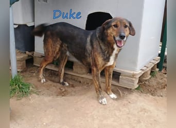 Duke geb. 02/2021 (GRC) - sensibler Rüde möchte endlich das Tierheim verlassen!