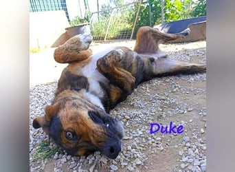 Duke geb. 02/2021 (GRC) - sensibler Rüde möchte endlich das Tierheim verlassen!