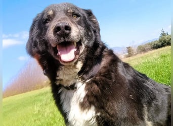 Black3 geb. 03/2019 (GRC) - sanfter, liebevoller und verschmuster Rüde!