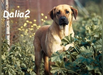 Dalia2 geb. 10/2018 (ESP) - verspielte, sanfte und zurückhaltende Hündin!