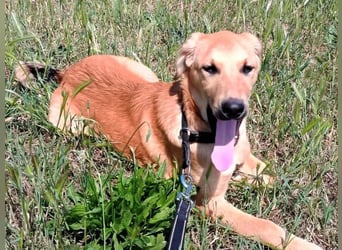 Petros3 geb. 12/2024 (GRC) - ausgeglichener, freundlicher und geselliger Junghund!