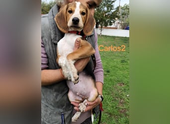 Carlos2 geb. 08/2025 (GRC) - neugieriger und aufgeschlossener, kleiner Welpe!