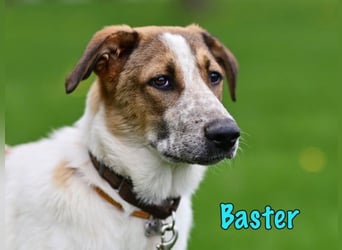 Baster geb. 10/2021 (in Deutschland) - sportlicher, verschmuster und aufmerksamer Rüde!