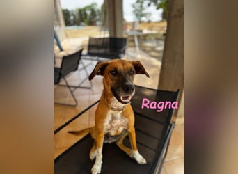 Ragna geb. 01/2025 (ESP) - gutgelaunte, freundliche Junghündin auf der Suche!