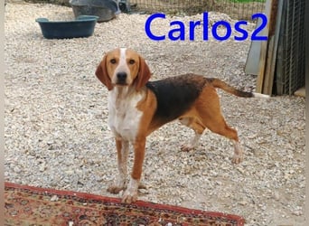 Carlos2 geb. 08/2025 (GRC) - neugieriger und aufgeschlossener, kleiner Welpe!