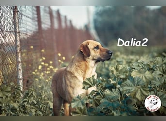 Dalia2 geb. 10/2018 (ESP) - verspielte, sanfte und zurückhaltende Hündin!