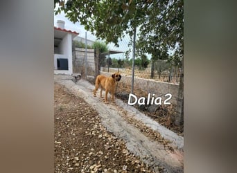 Dalia2 geb. 10/2018 (ESP) - verspielte, sanfte und zurückhaltende Hündin!