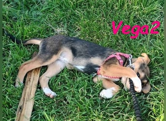 Vega2 geb. 08/2025 (GRC) - zärtliche und anhängliche Welpin!