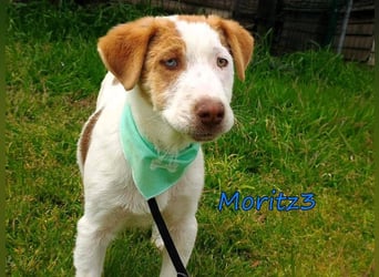 Moritz3 geb. 12/2025 (GRC) - freundlicher und verspielter Welpe sucht seine eigene Familie!