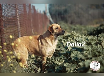 Dalia2 geb. 10/2018 (ESP) - verspielte, sanfte und zurückhaltende Hündin!
