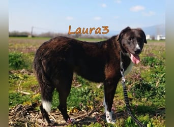Laura3 geb. 06/2019 (GRC) - schüchterne Schönheit wünscht sich ein ruhiges Zuhause!