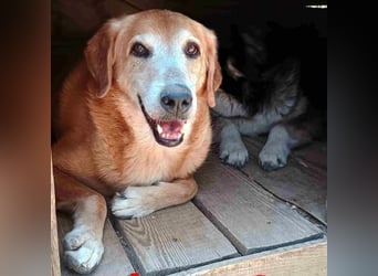 Flora3 geb. 06/2015 (GRC) - soziale Hundedame hat endlich etwas Liebe verdient!