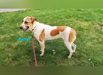 Baster geb. 10/2021 (in Deutschland) - sportlicher, verschmuster und aufmerksamer Rüde!