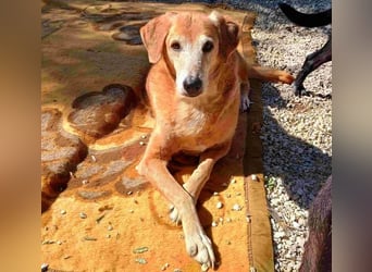Flora3 geb. 06/2015 (GRC) - soziale Hundedame hat endlich etwas Liebe verdient!