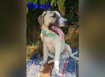 Denis geb. 12/2024 (GRC) - anhänglicher, geselliger, ruhiger und sozialer Junghund!