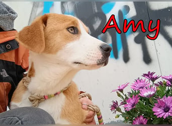 Amy geb. 11/2025 (GRC) - soziale + glückliche Maus sucht ihre eigene Familie!