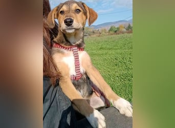 Vega2 geb. 08/2025 (GRC) - zärtliche und anhängliche Welpin!