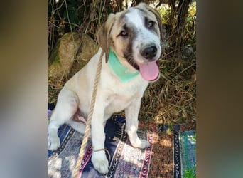 Denis geb. 12/2024 (GRC) - anhänglicher, geselliger, ruhiger und sozialer Junghund!