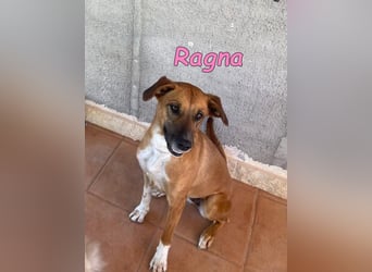 Ragna geb. 01/2025 (ESP) - gutgelaunte, freundliche Junghündin auf der Suche!