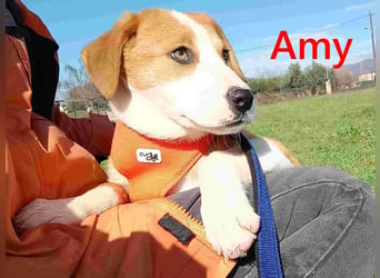 Amy geb. 11/2025 (GRC) - soziale + glückliche Maus sucht ihre eigene Familie!