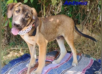 Antonio geb. 01/2025 (GRC) - freundlicher und kontaktfreudiger Junghund!