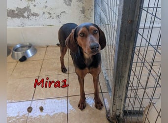 Mira1 geb. 08/2024 (GRC) - menschenbezogene Jagdhund-Mix Dame sucht ein Zuhause!