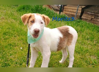 Moritz3 geb. 12/2025 (GRC) - freundlicher und verspielter Welpe sucht seine eigene Familie!