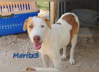 Moritz3 geb. 12/2025 (GRC) - freundlicher und verspielter Welpe sucht seine eigene Familie!