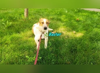 Baster geb. 10/2021 (in Deutschland) - sportlicher, verschmuster und aufmerksamer Rüde!