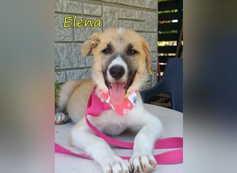 Elena geb. 04/2026 (GRC) - wunderbares Hundemädchen sucht wunderbares Zuhause!