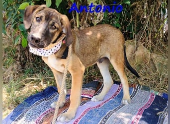 Antonio geb. 01/2025 (GRC) - freundlicher und kontaktfreudiger Junghund!