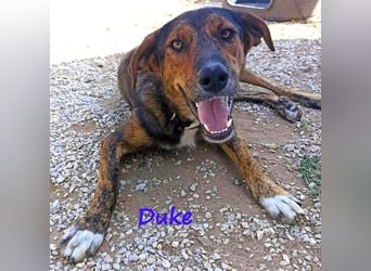 Duke geb. 02/2021 (GRC) - sensibler Rüde möchte endlich das Tierheim verlassen!