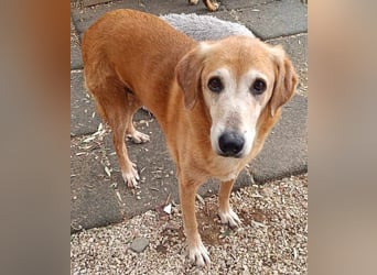 Flora3 geb. 06/2015 (GRC) - soziale Hundedame hat endlich etwas Liebe verdient!