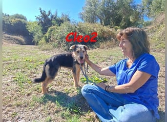 Cleo2 geb. 01/2025 (GRC) - freundliche Junghündin sucht ihr Körbchen!