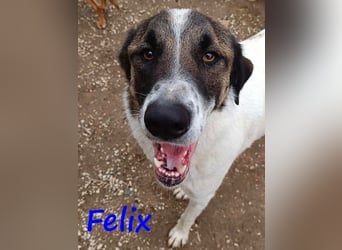 Felix geb. 02/2022 (GRC) - geselliger, verschmuster und freundlicher, junger Rüde!