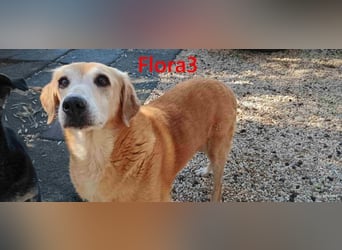 Flora3 geb. 06/2015 (GRC) - soziale Hundedame hat endlich etwas Liebe verdient!